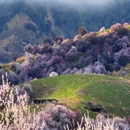 伊犁旅游 缩略图 5