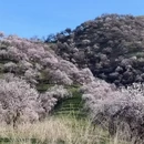 伊犁旅游 缩略图 2