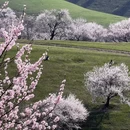 伊犁旅游 缩略图 1