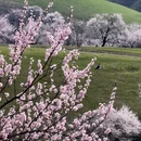 伊犁旅游 缩略图 2