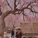喀什地区旅游 缩略图 5