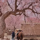 喀什地区旅游 缩略图 9