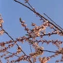 伊犁旅游 缩略图 1