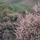伊犁旅游 缩略图 2
