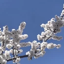 伊犁旅游 缩略图 5