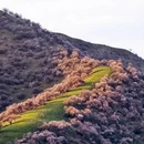 伊犁旅游 缩略图 3