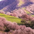 伊犁旅游 缩略图 5