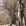 伊犁