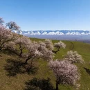 伊犁旅游 缩略图 9