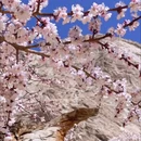 喀什地区旅游 缩略图 5