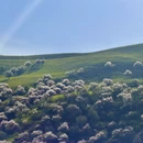 伊犁旅游 缩略图 1