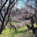 伊犁旅游 缩略图 2