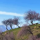 伊犁旅游 缩略图 6