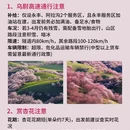 伊犁旅游 缩略图 4
