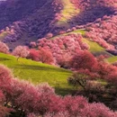 伊犁旅游 缩略图 7