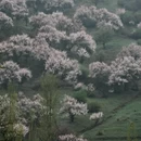 伊犁旅游 缩略图 3