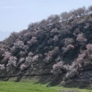 伊犁旅游 缩略图 2