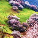 伊犁旅游 缩略图 6