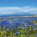 伊犁旅游 缩略图 7