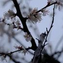 伊犁旅游 缩略图 13