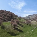 伊犁旅游 缩略图 3