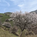伊犁旅游 缩略图 9