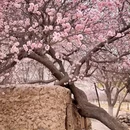 伊犁旅游 缩略图 9