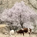 喀什地区旅游 缩略图 3