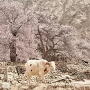 喀什地区旅游 缩略图 4