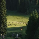 伊犁旅游 缩略图 2