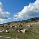 伊犁旅游 缩略图 3