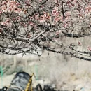 喀什地区旅游 缩略图 1