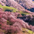 伊犁旅游 缩略图 1