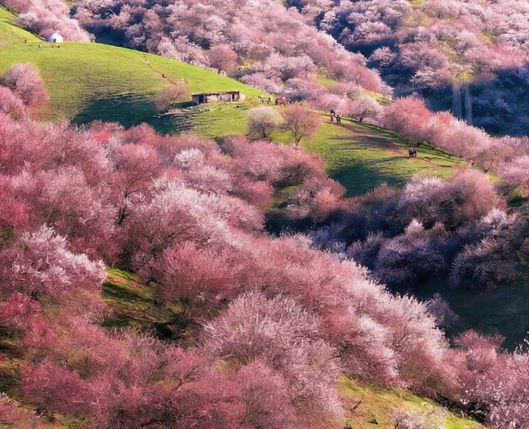 伊犁旅游 1