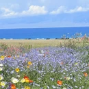 伊犁旅游 缩略图 3