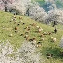 伊犁旅游 缩略图 1
