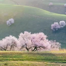 伊犁旅游 缩略图 5