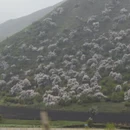 伊犁旅游 缩略图 10