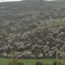 伊犁旅游 缩略图 11