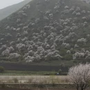 伊犁旅游 缩略图 14
