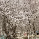 喀什地区旅游 缩略图 9