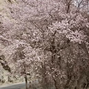 喀什地区旅游 缩略图 12
