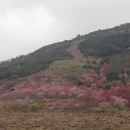 漳州旅游 缩略图 5