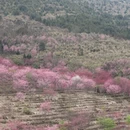 漳州旅游 缩略图 2