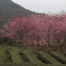 漳州旅游 缩略图 8