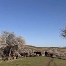 伊犁旅游 缩略图 12