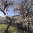 伊犁旅游 缩略图 14
