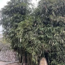 芜湖旅游 缩略图 3