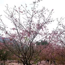 芜湖旅游 缩略图 7
