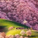 伊犁旅游 缩略图 6